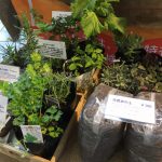 9月17日（日）はまテラスフェスティバル出店者のご紹介です！