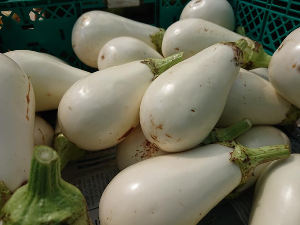 7月11日(火)〜7月16日(日)MMテラスマルシェ出店者のご紹介です！