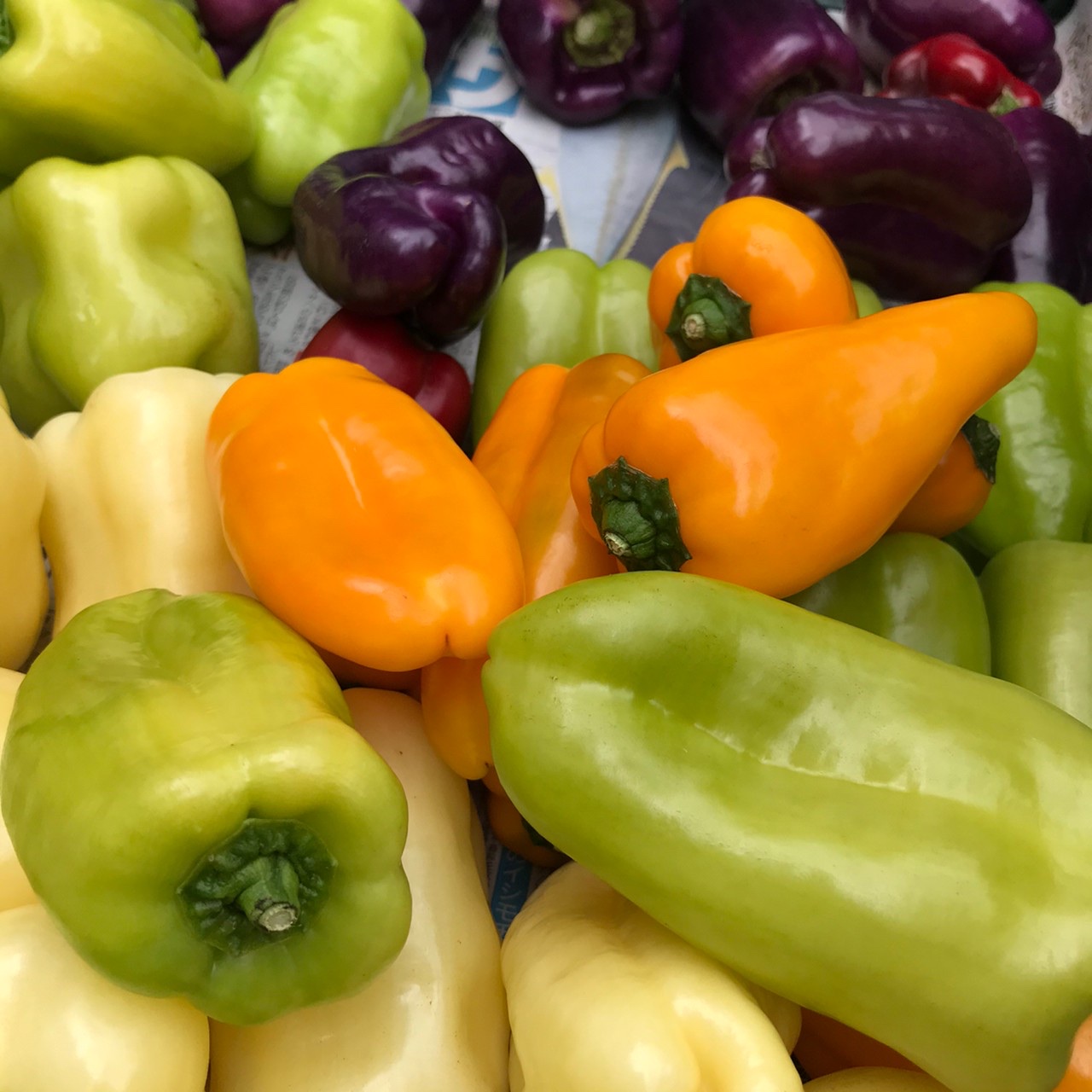 6月13日(火)〜6月25日(日)MMテラスマルシェ出店者のご紹介です！