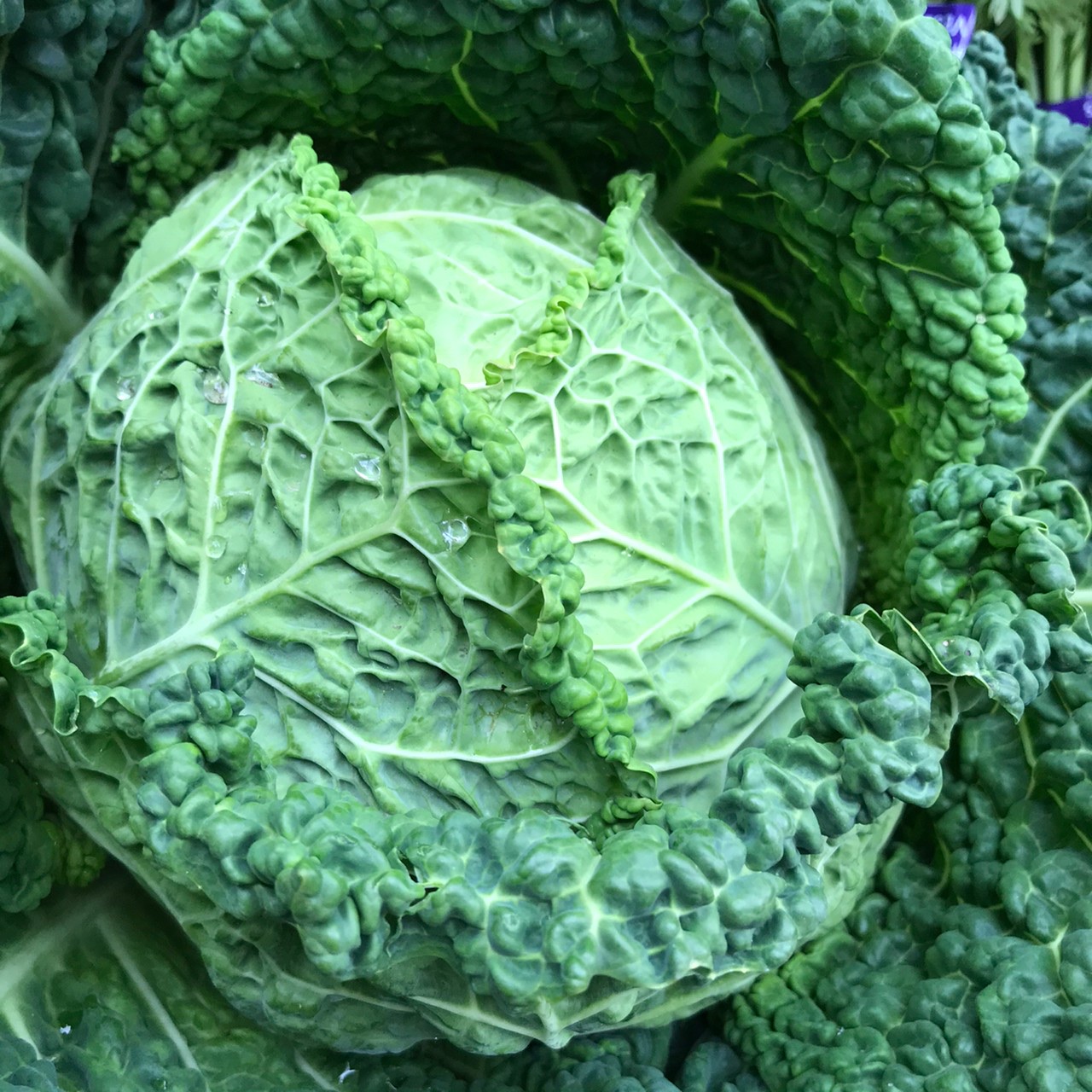 9月5日(火)〜9月16日(土)MMテラスマルシェ出店者のご紹介です！