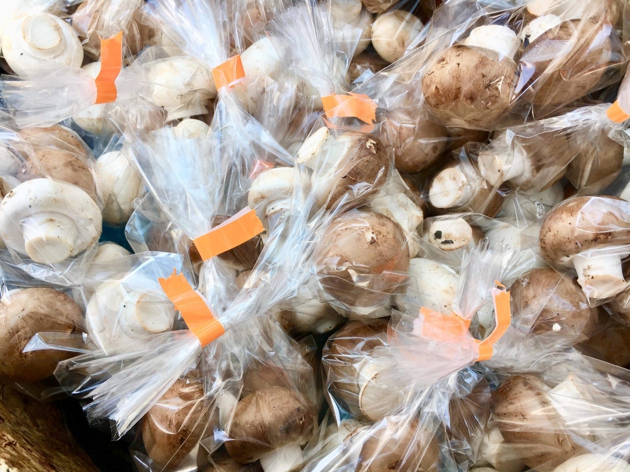 9月21日(木)〜9月30日(土)MMテラスマルシェ出店者のご紹介です！