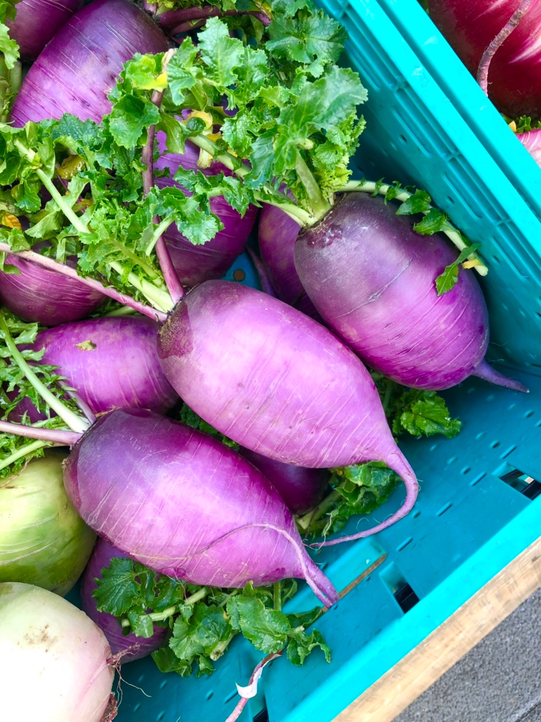 8月17日(木)〜8月27日(日)MMテラスマルシェ出店者のご紹介です！