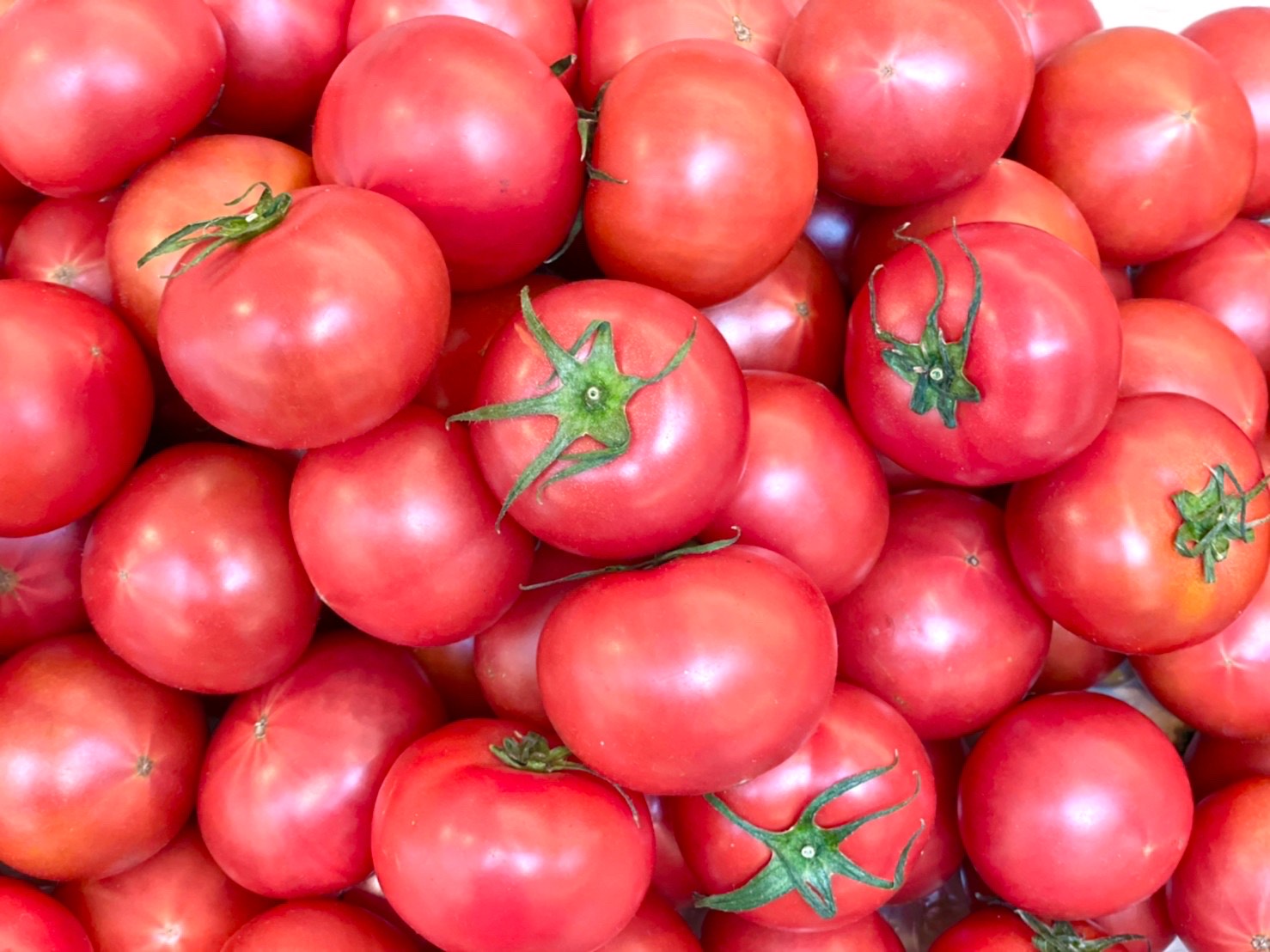 10月7日(土)〜10月15日(日)MMテラスマルシェ出店者のご紹介です！